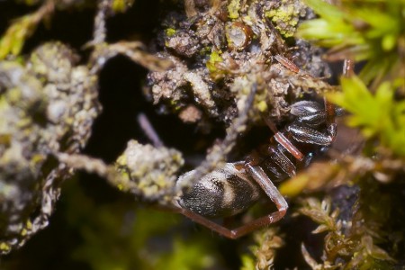 Phrurolithus festivus